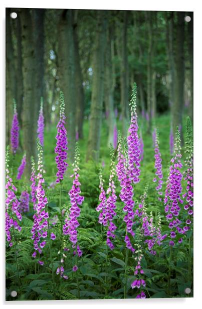 Summer Foxgloves in the woods Acrylic by Andrew Kearton