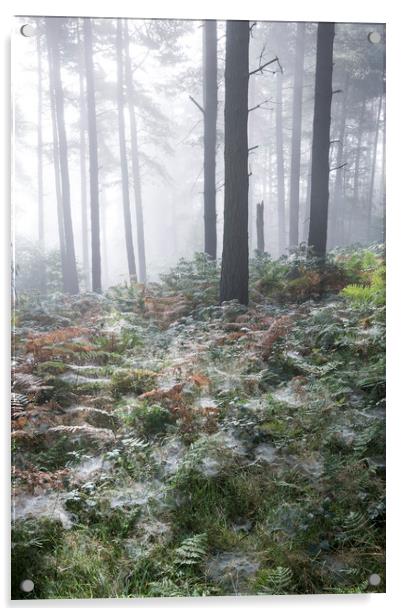Dewy webs in the forest  Acrylic by Andrew Kearton