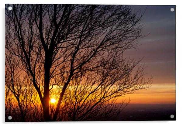 Birch tree branches at sunset Acrylic by Andrew Kearton