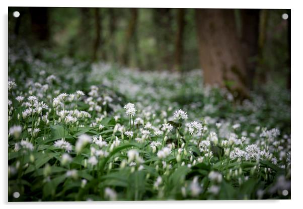 Ramsons in a spring wood Acrylic by Andrew Kearton