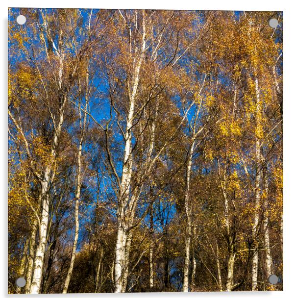 Blue sky, gold leaves Acrylic by Andrew Kearton