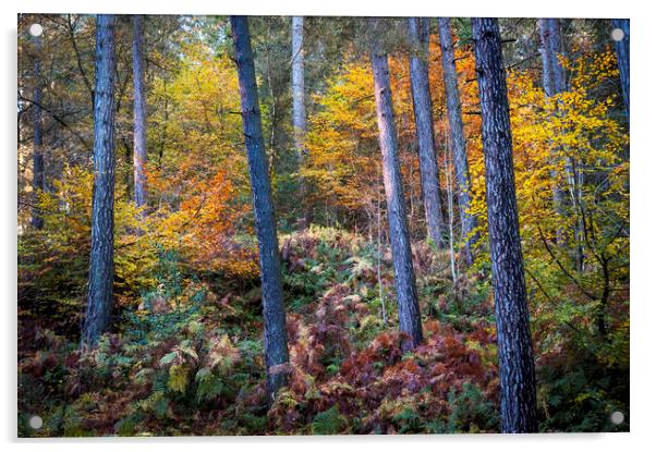 Autumn colour in the forest Acrylic by Andrew Kearton