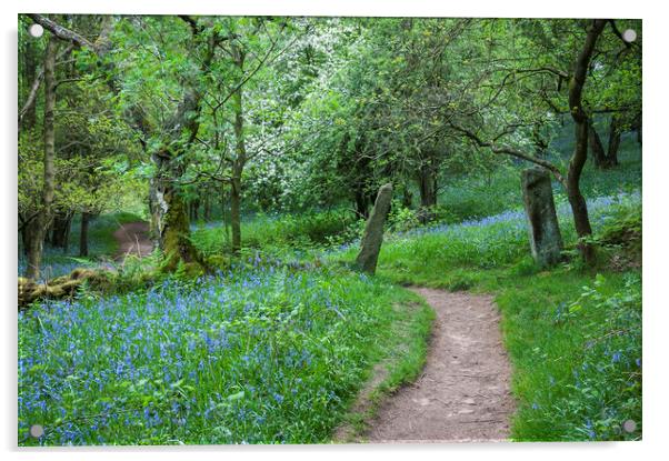 Bluebells beside the Dane valley way Acrylic by Andrew Kearton