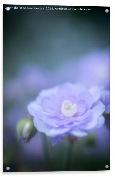 Soft blue bloom Acrylic by Andrew Kearton