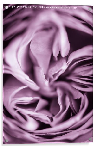 Rose petals Acrylic by Andrew Kearton
