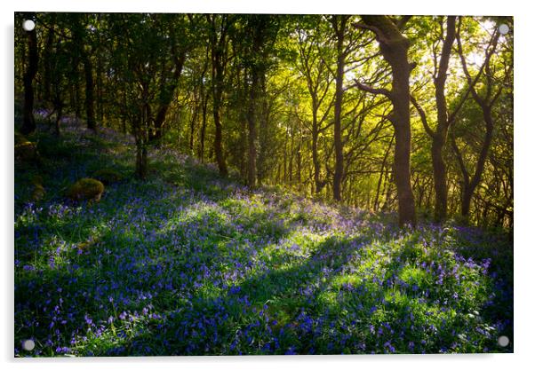 Sunbeams in a bluebell wood Acrylic by Andrew Kearton