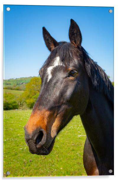 Bay horse in spring sunshine Acrylic by Andrew Kearton