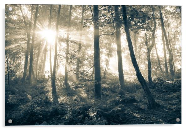 Sunbeams in a misty English woodland Acrylic by Andrew Kearton
