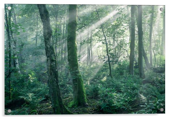 Sunbeams in an English woodland Acrylic by Andrew Kearton