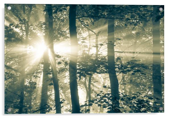 Sunbeams in a misty woodland Acrylic by Andrew Kearton