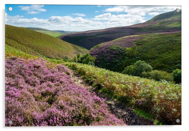 Heather moorland in the Peak District Acrylic by Andrew Kearton