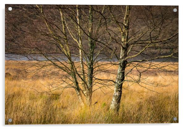Silver Birch tree in an autumn landscape Acrylic by Andrew Kearton