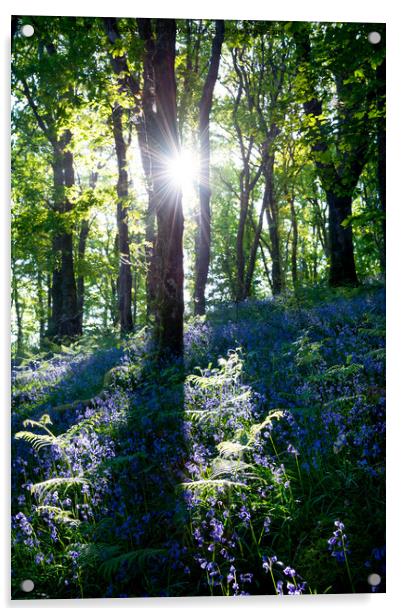 Morning sunlight in a bluebell wood Acrylic by Andrew Kearton