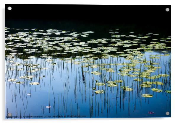 Water lilies in a welsh lake Acrylic by Andrew Kearton