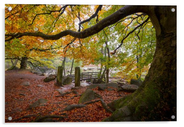 Burbage Brook in autumn, Peak District, Derbyshire Acrylic by Andrew Kearton