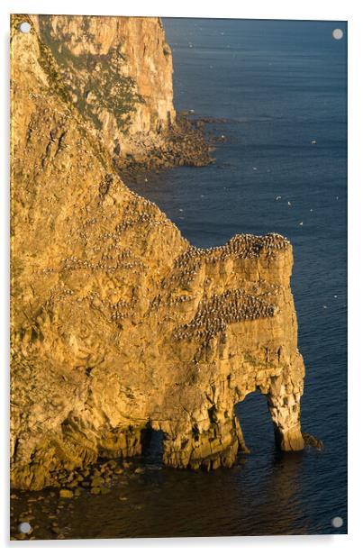 Gannets at Bempton Cliffs, North Yorkshire Acrylic by Andrew Kearton