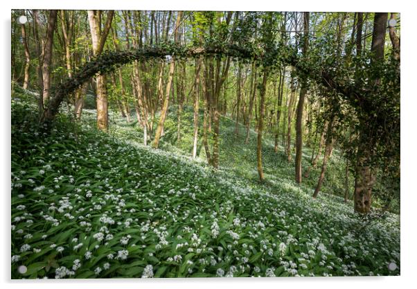 Wild garlic in an English Woodland Acrylic by Andrew Kearton