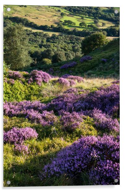 Summer heather and greenery, Charlesworth, Derbyshire Acrylic by Andrew Kearton