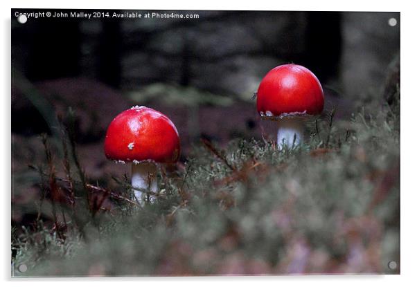  Fly Agaric Twosome Acrylic by John Malley