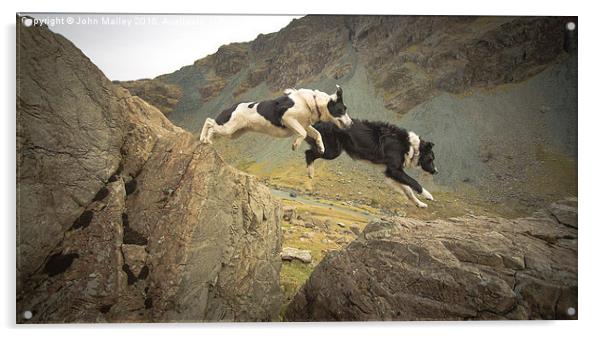  Leap of Faith Acrylic by John Malley