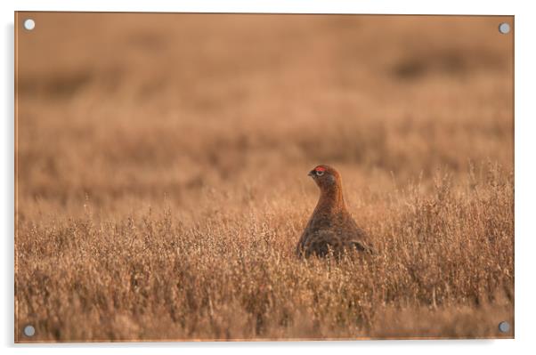 Red Grouse Moorland Acrylic by John Malley