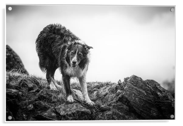 The Shepherds Dog Acrylic by John Malley