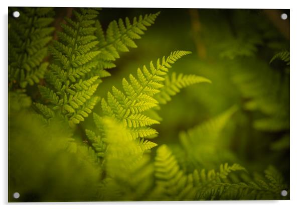 Woodland Ferns Acrylic by John Malley
