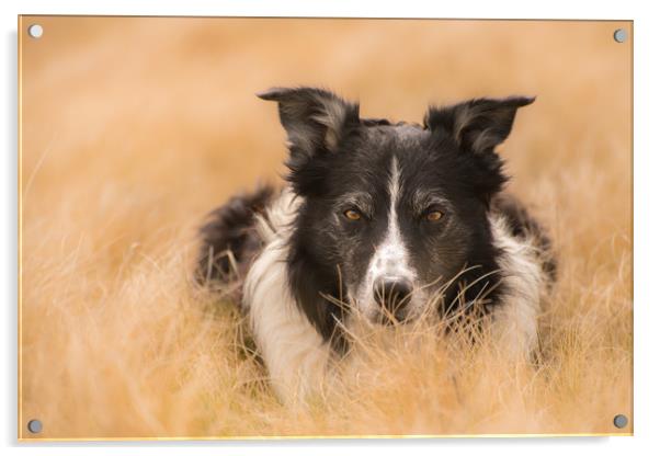 A Nested Collie Acrylic by John Malley