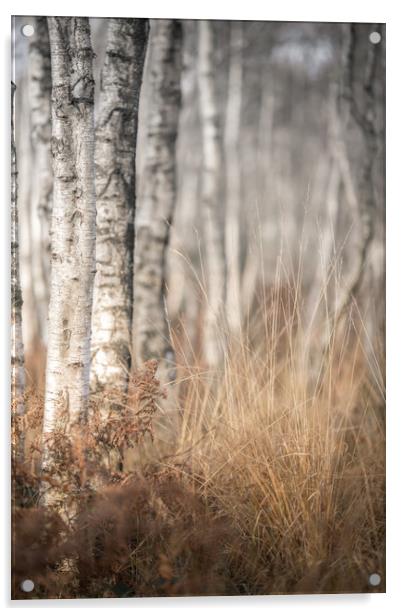 The Winter Birch Woodland Acrylic by John Malley