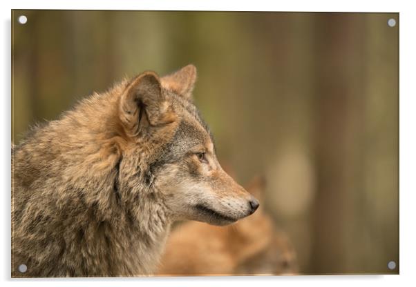 Wolf Matters Acrylic by John Malley