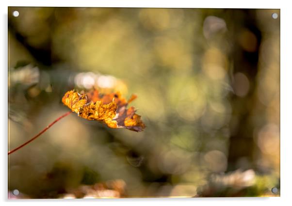 All Aglow in Autumn Light Acrylic by John Malley