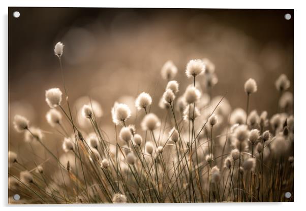 Summer Cotton Grass Acrylic by John Malley