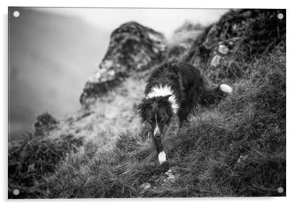 The Shepherd's Dog Acrylic by John Malley