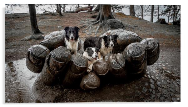 A 'Handful' of Collies! Acrylic by John Malley