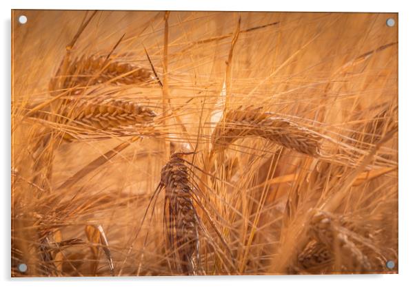 Summer Fields of Barley Acrylic by John Malley