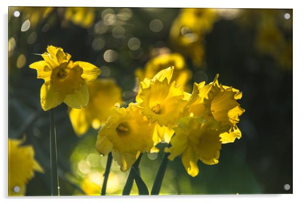 Hosts of Golden Daffodils Acrylic by John Malley