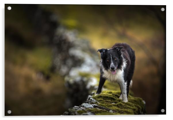 Wall Top Collie Acrylic by John Malley
