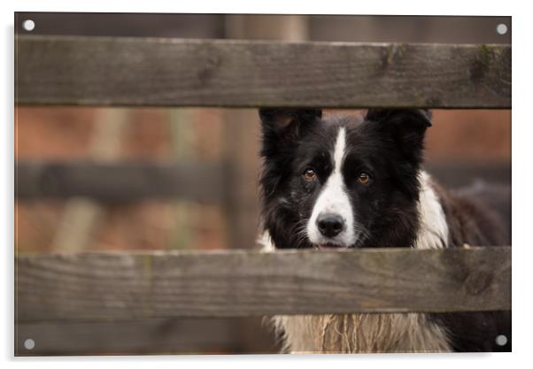 Border Collie Watching Acrylic by John Malley