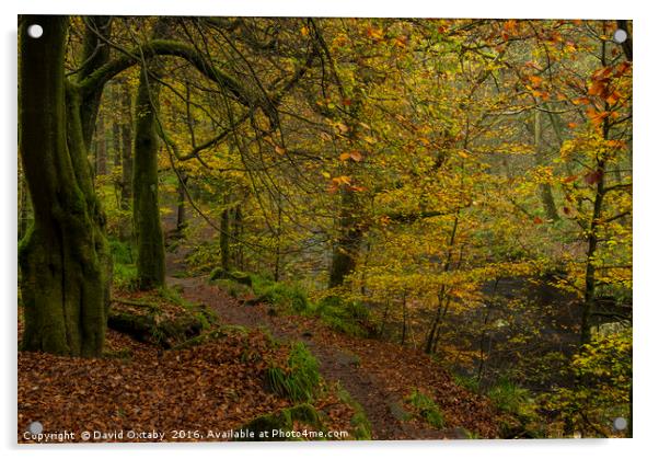 Autumn leaves at Hardcastle crags Acrylic by David Oxtaby  ARPS