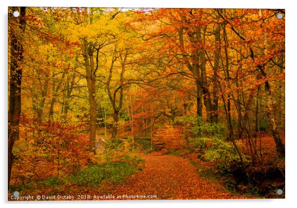 Colours of Autumn Acrylic by David Oxtaby  ARPS