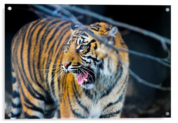  tigers teeth Acrylic by Neil Macdonald