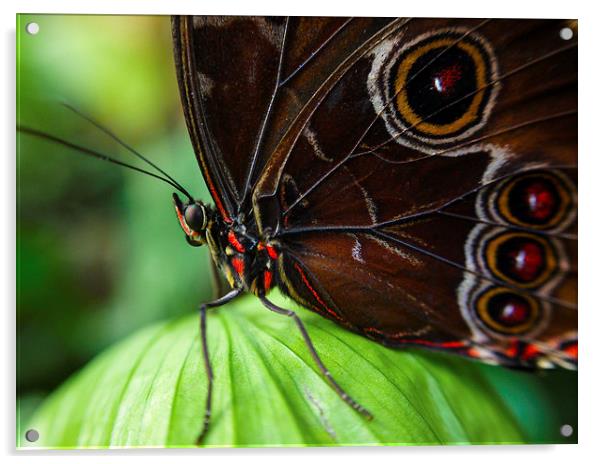 butterfly  Acrylic by Neil Macdonald