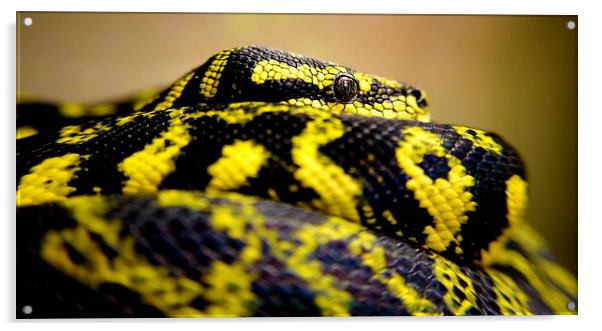  carpondro python Acrylic by Neil Macdonald