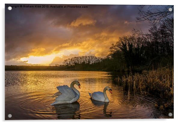  Swans at Sunrise Acrylic by Graham Kidd