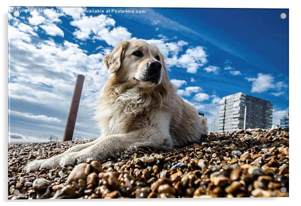 Dog on the beach Acrylic by Mark Caplice