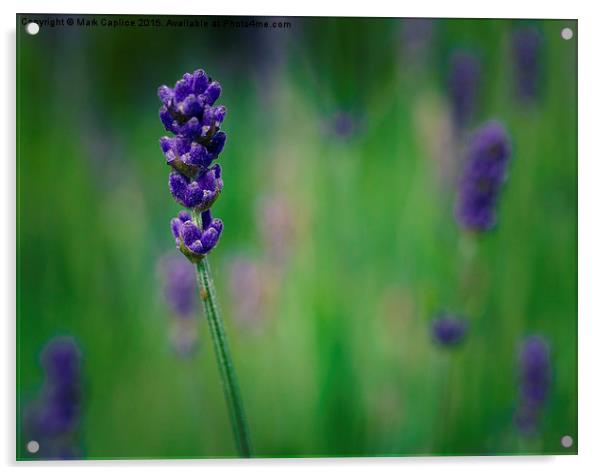  Lavender Acrylic by Mark Caplice