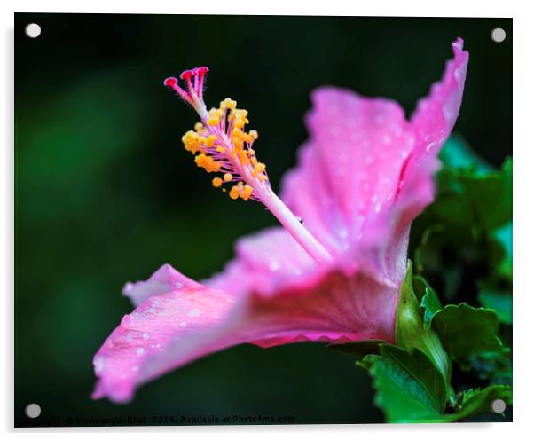 Elegant hibiscus Acrylic by Vishwanath Bhat