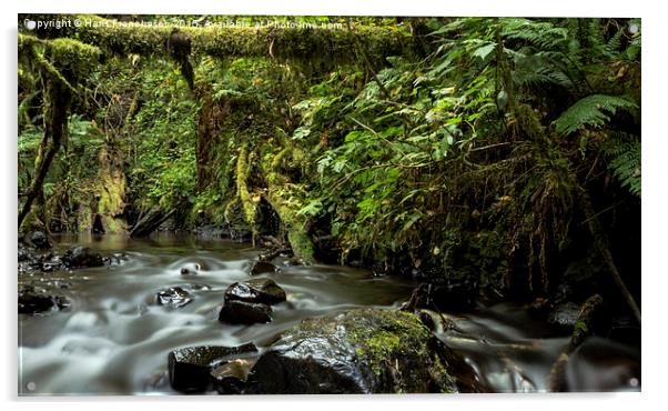  Latourell Creek, Oregon Acrylic by Hans Franchesco