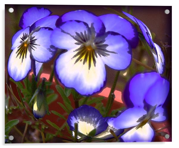 Painted Pansies  Acrylic by Rozlen Willoughby