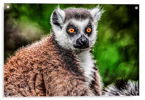 Lemur Acrylic by Rafal Adamczyk